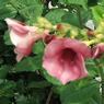 DSCF0567