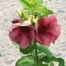 DSCF0569