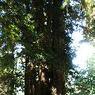 DSCF0774