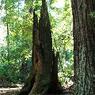 bigbasin