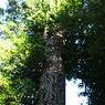 DSCF0851