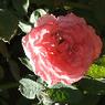 DSCF1040