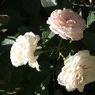 DSCF1041