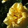 DSCF1042