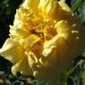 DSCF1043