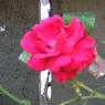 DSCF1045
