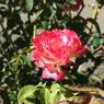 DSCF1051