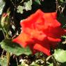 DSCF1053