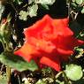 DSCF1054