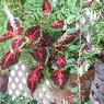 DSCF1066