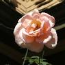 DSCF1075