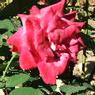 DSCF1103