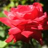 DSCF1104