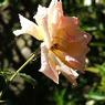 DSCF1105
