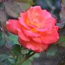 DSCF1106
