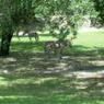 Busch Gardens 2006