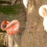 Busch Gardens 2006