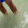 Nurse_Shark