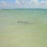 Nurse_Shark