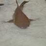 Nurse_Shark