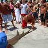 Nurse_Shark