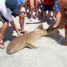 Nurse_Shark
