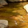 dianas_bath