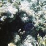 GrandCayman