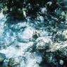 GrandCayman