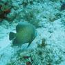diving