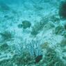 cozumel