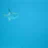 diving
