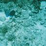 diving