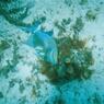 diving